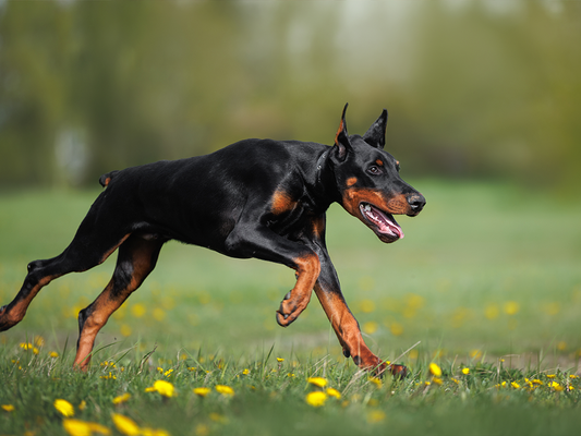 Fuel Your May Adventures: Top Natural Treats for Active Dogs