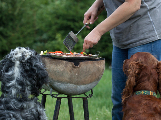 From BBQ to Beach: How to Keep Your Dog Safe from Seasonal Dangers
