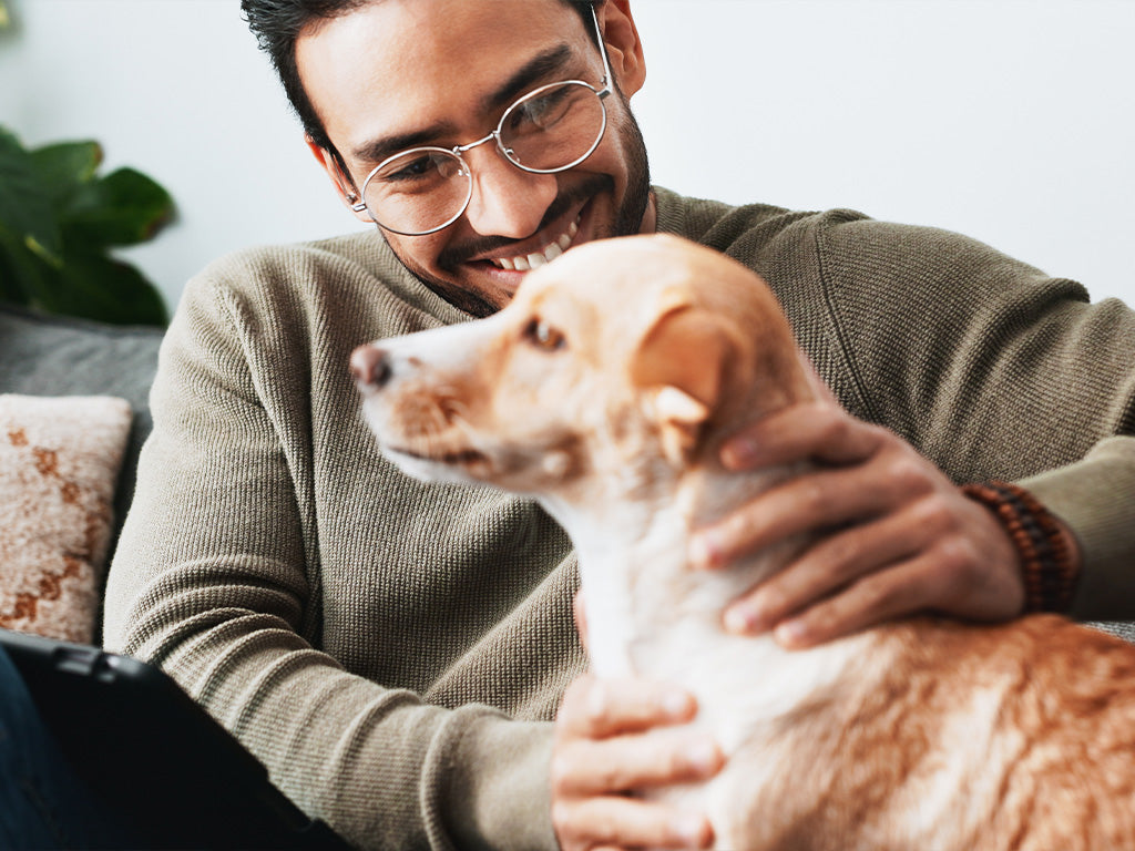 Beyond the Walk: Fun and Engaging Indoor Games for Dogs When It’s Too Hot to Play Outside