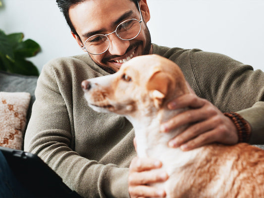 Beyond the Walk: Fun and Engaging Indoor Games for Dogs When It’s Too Hot to Play Outside