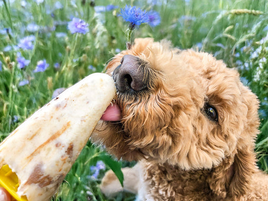 The Ultimate Guide to DIY Frozen Dog Treats -  3 Simple & Refreshing Recipes