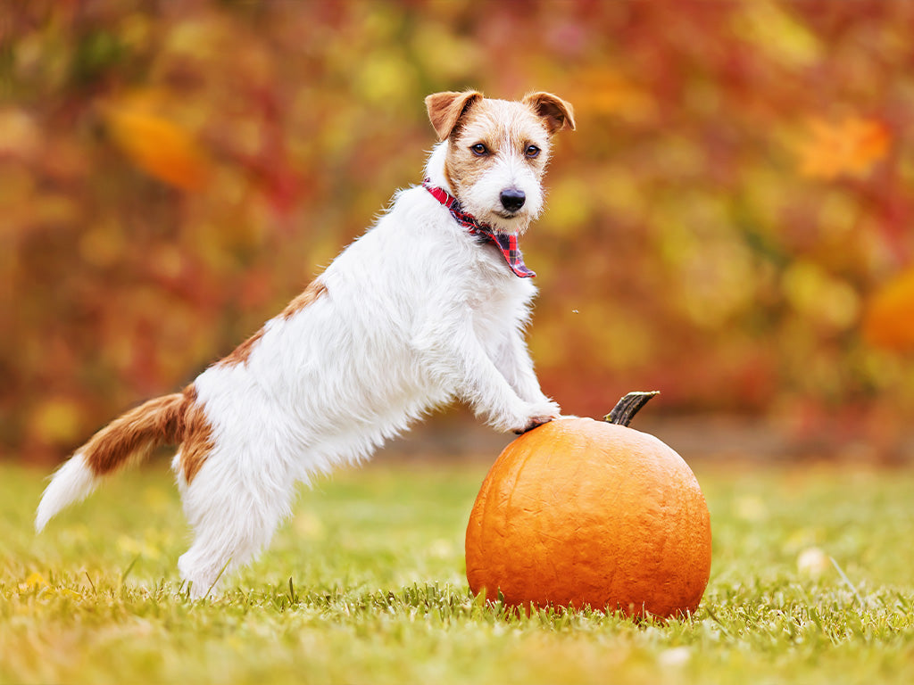 All Treat, No Trick: A Guide to Keeping Your Dog Safe and Happy This Halloween