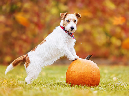 All Treat, No Trick: A Guide to Keeping Your Dog Safe and Happy This Halloween