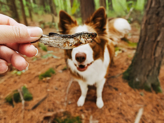 Spring Clean Your Dog's Diet: Why Natural Treats Matter