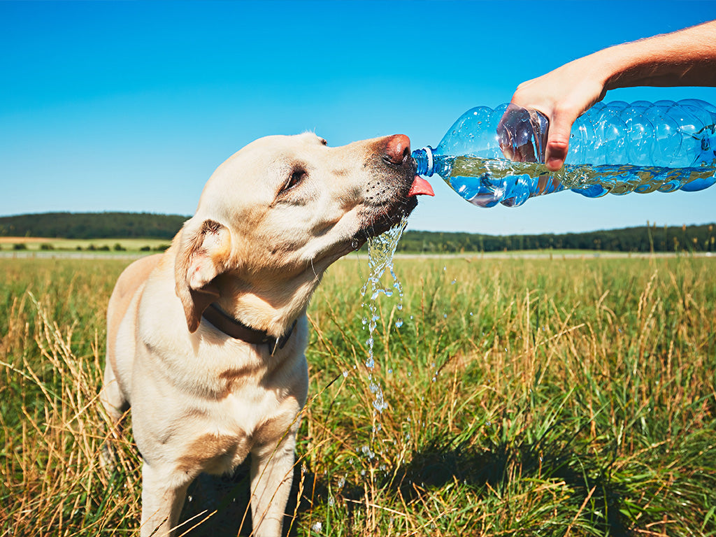 Beat the Heat - Keeping Your Dog Safe on Hot Days