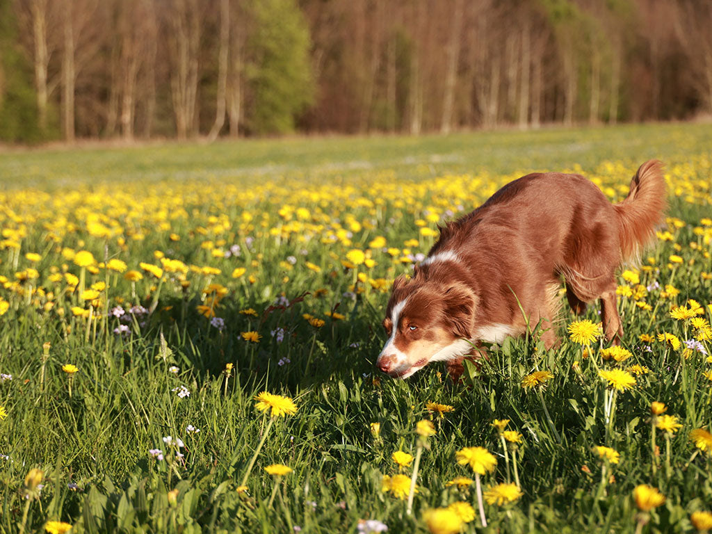 Beat Bank Holiday Boredom: Enrichment Ideas Using Natural Treats