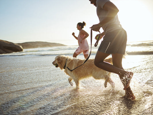 Your Ultimate Guide to Dog-Friendly Summer Holidays: From Staycations to Seaside Adventures