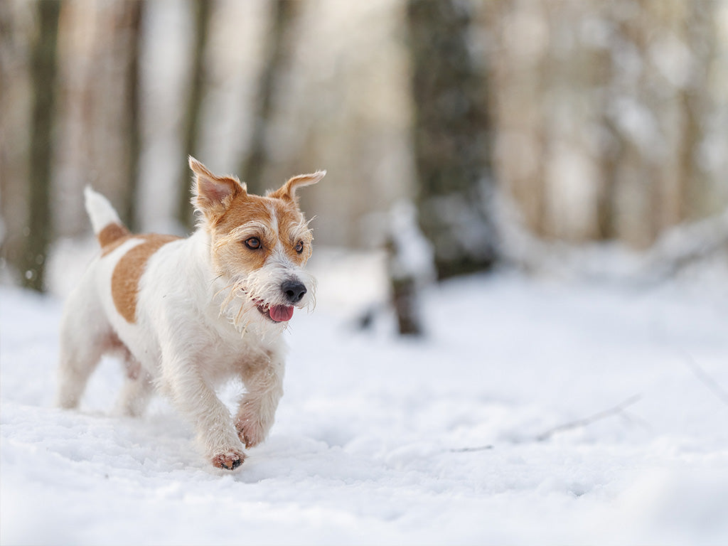 Healthy Dog Treats for a Natural New Year