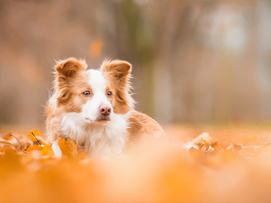 Grooming for the Great Outdoors: Preparing Your Dog's Coat for Winter