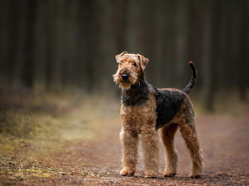 Making the Most of Longer Days with Your Dog