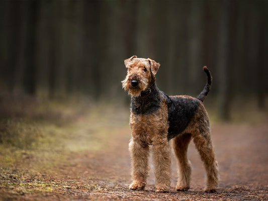 Making the Most of Longer Days with Your Dog