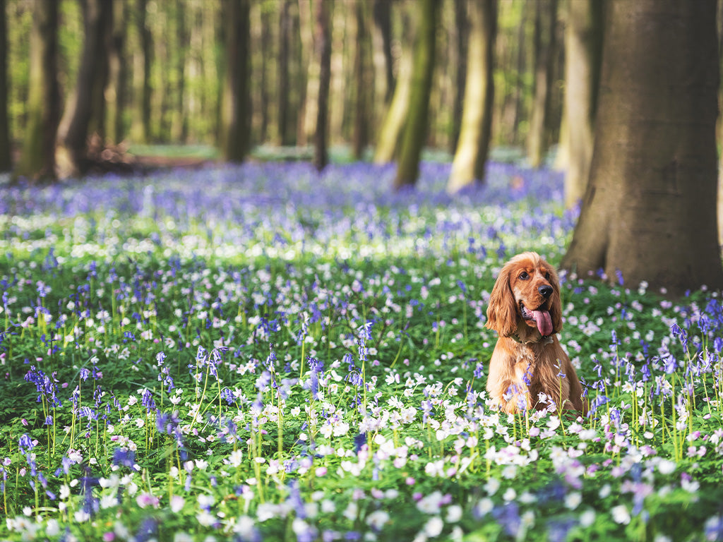 Natural Dog Treats for a Healthy March