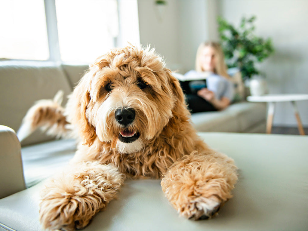 Keeping Your Dog Happy Indoors with Natural Treats