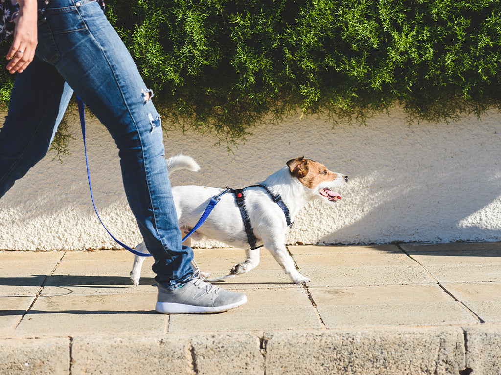 Protecting Your Pet from Hot Pavements and Summer Burns