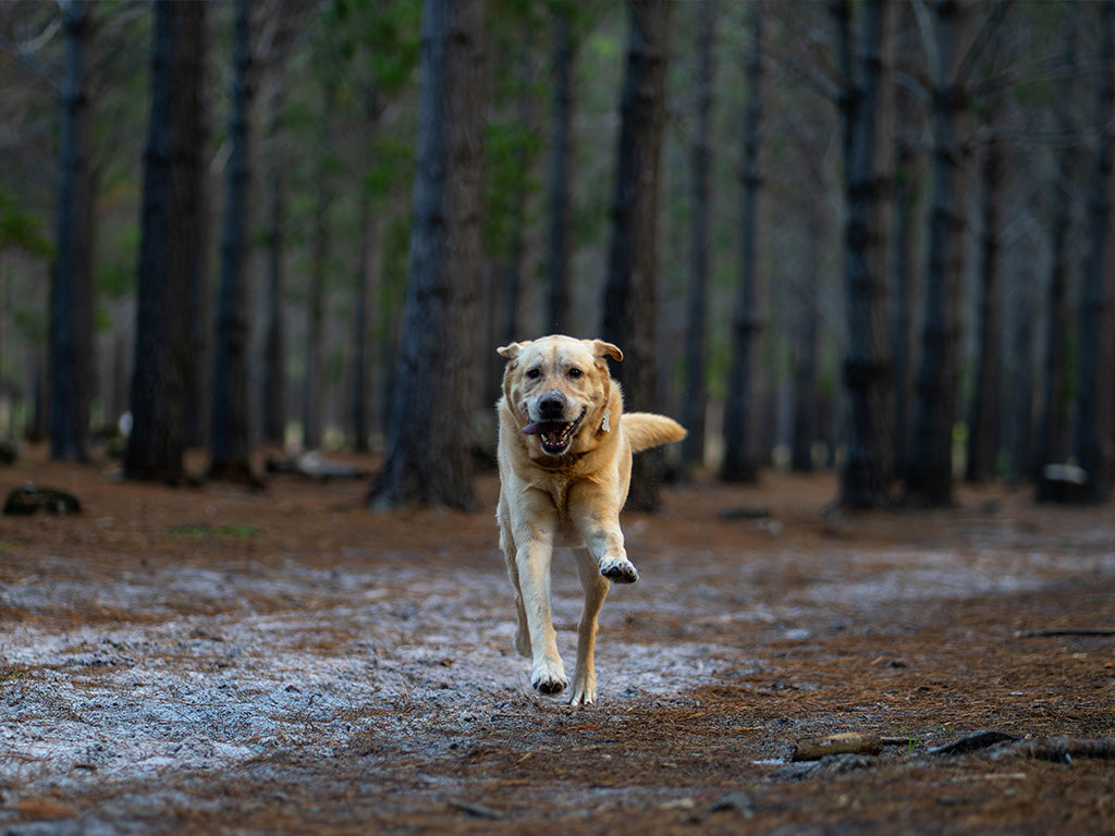 Beat the Post-Christmas Slump: Energising Natural Treats