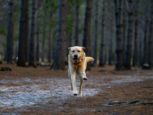 Beat the Post-Christmas Slump: Energising Natural Treats