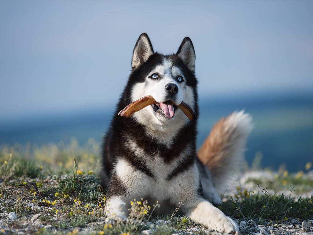 Natural Treats for Dogs: Why They’re Beneficial