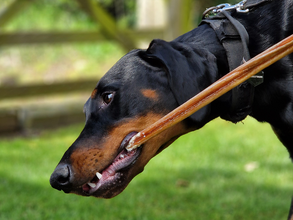 7 Dog Treats for Picky Eaters