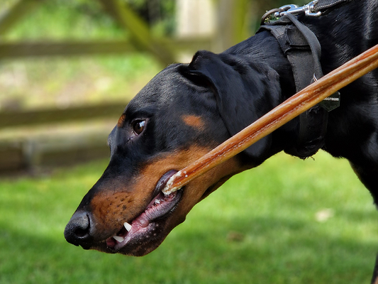 7 Dog Treats for Picky Eaters