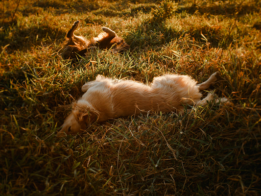 Tips for Keeping Your Dog Cool and Hydrated This Summer