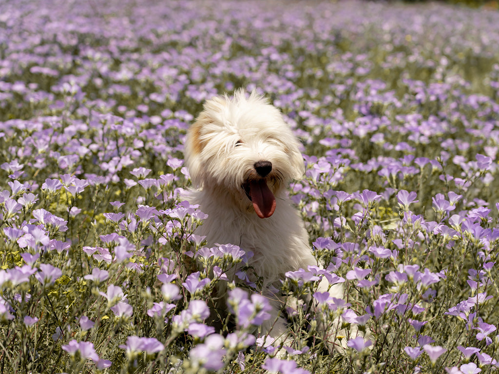 white dog sitting in a field of pink flowers