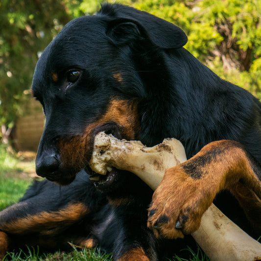 The Importance of Size & Selecting the Right Treats for Your Dog