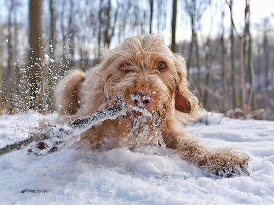 Preparing for Winter: What Dog Owners Need to Know