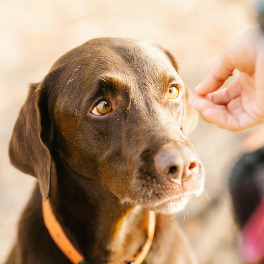 Creative Ways to Use Dog Treats for Training