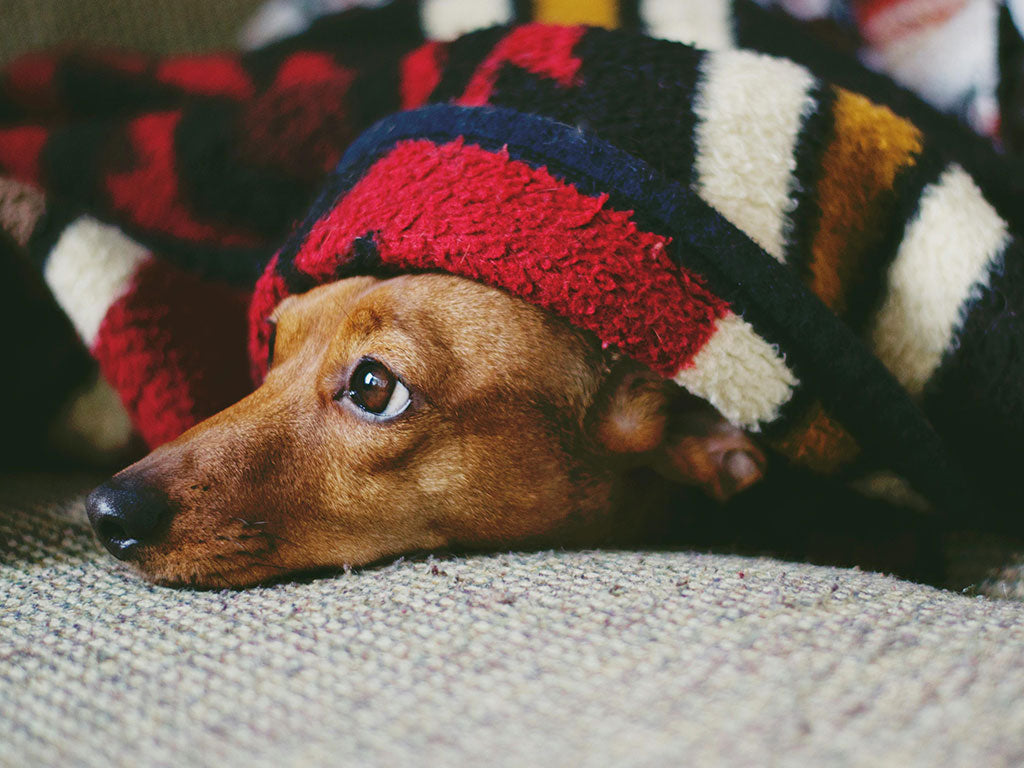 How to Keep Your Dog Calm During Fireworks