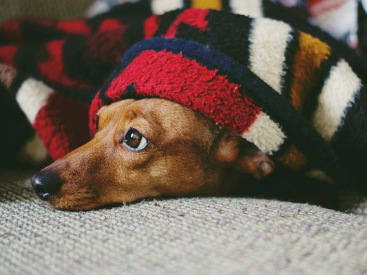 How to Keep Your Dog Calm During Fireworks