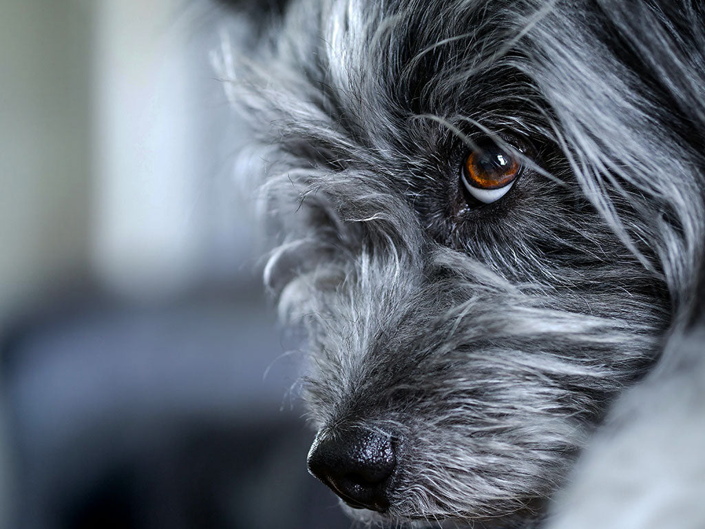 10 Essential Tips to Prepare Your Dog for Bonfire Night