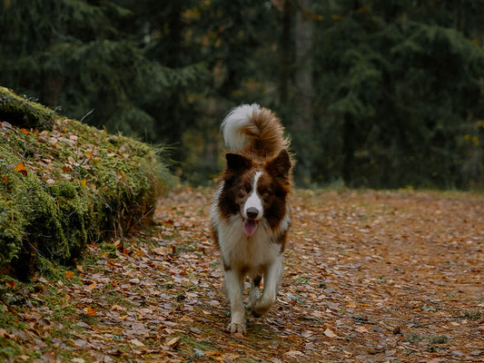 Autumn Activities and Exercises for Dogs