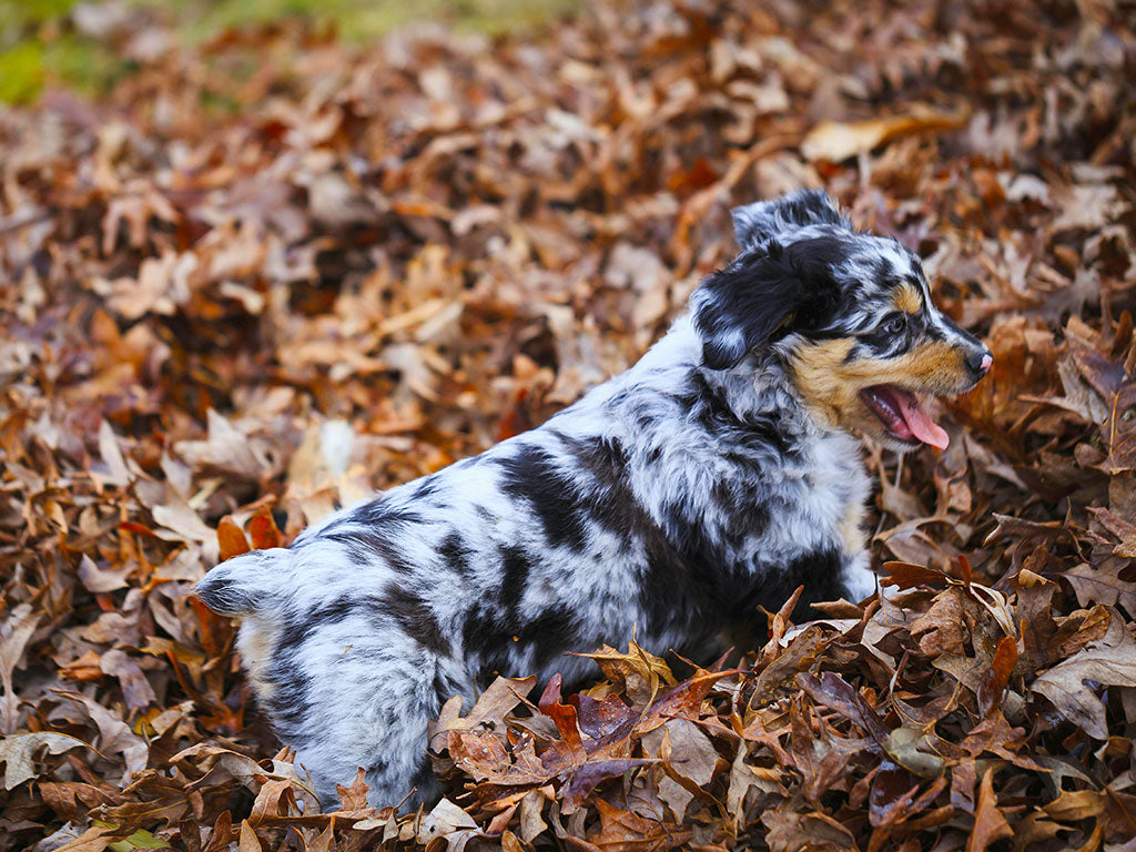 Boosting Your Dog’s Immune System for Autumn