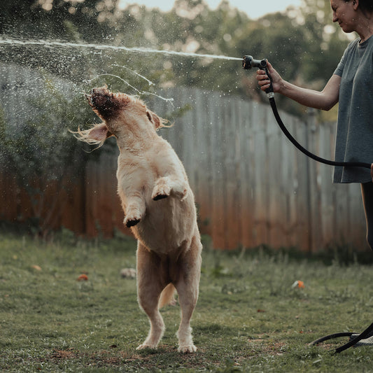 Pet-Safe Gardening Tips for Dog Owners