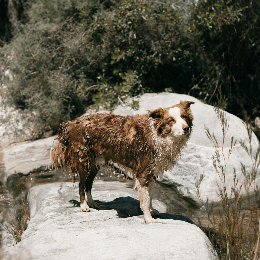 Incorporating Dog Treats into a Balanced Diet