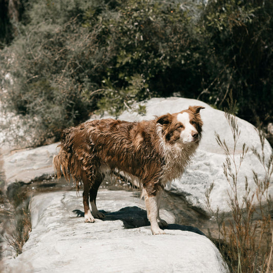 Incorporating Dog Treats into a Balanced Diet