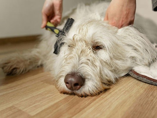 Managing Seasonal Shedding and Coat Care for Dogs