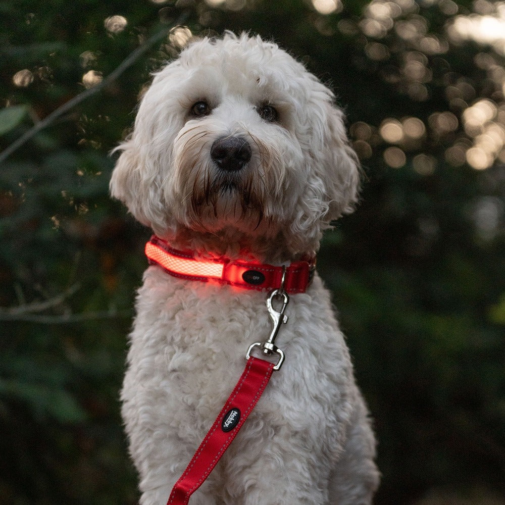 Nobby Flash Mesh LED Lead - Red