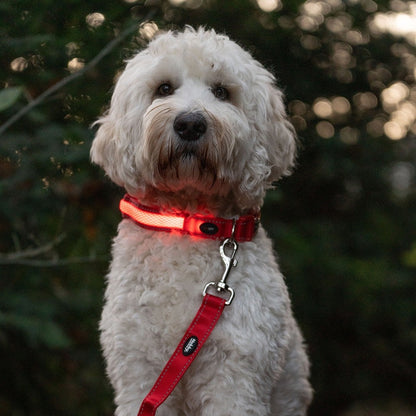 Nobby Flash Mesh LED Lead - Red